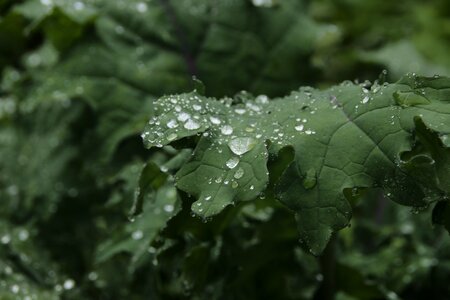 Nature rain kale