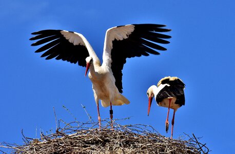 Stork flying rattle stork photo