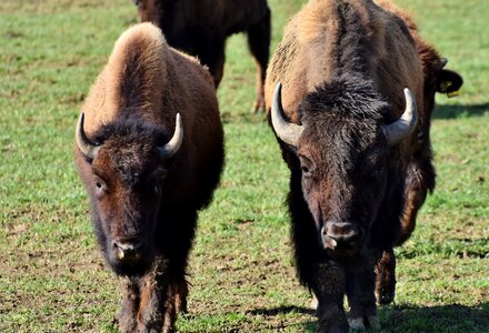 American bison wild livestock