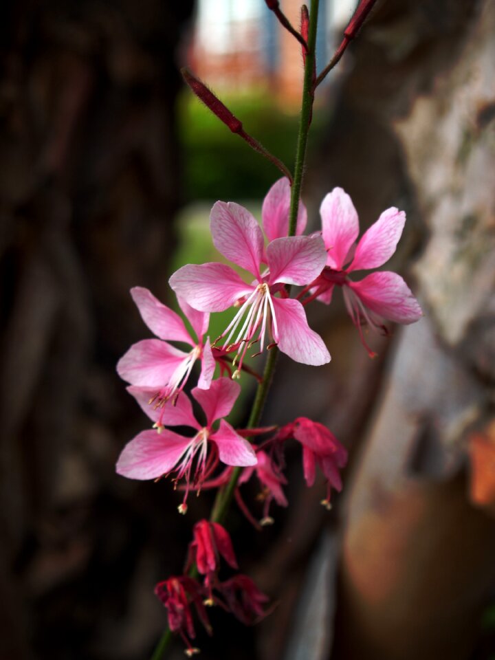 Spring buds tree