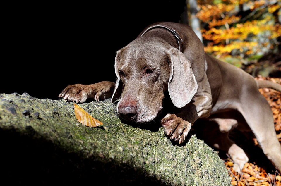 Weimaraner autumn dog