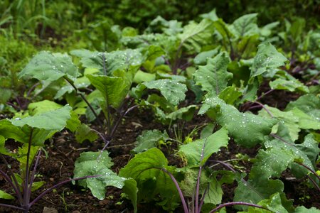 Agriculture food kale photo