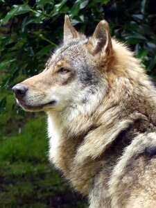 Zoo european wolf predator