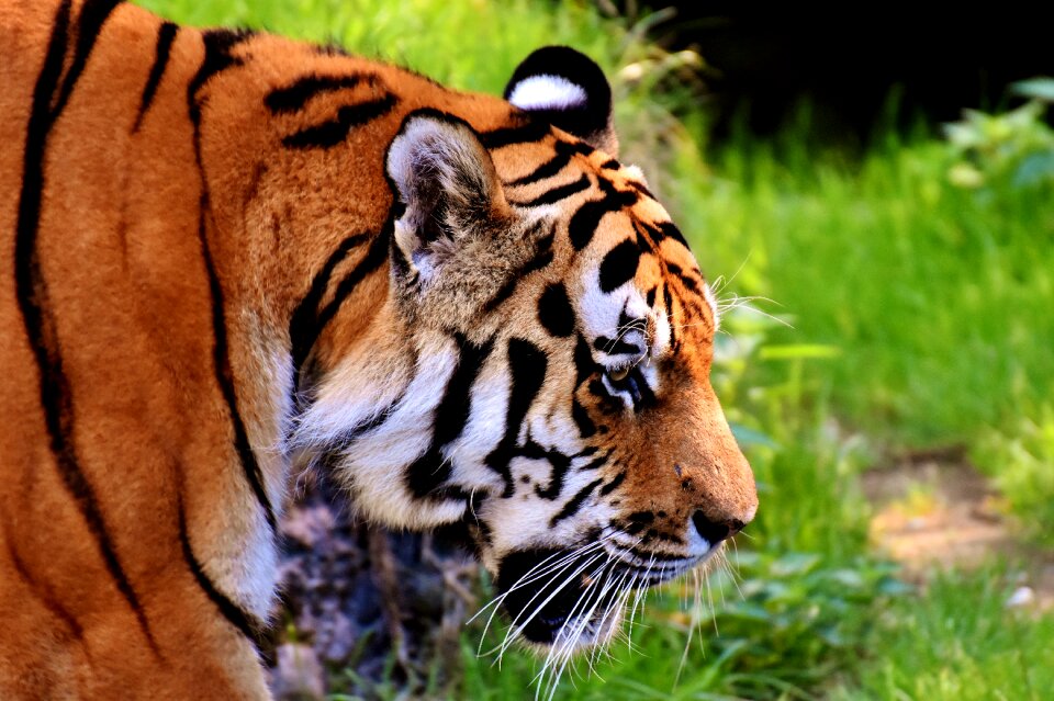 Beautiful dangerous big cat