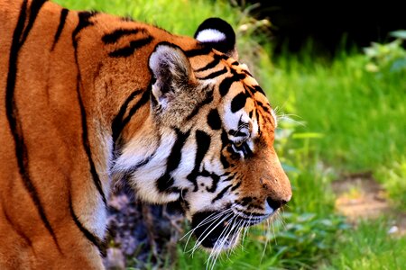 Beautiful dangerous big cat