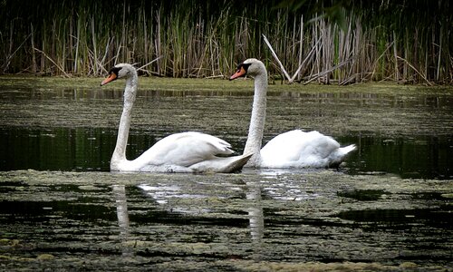 Wildlife swim animal photo