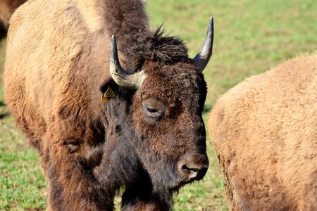 American bison wild livestock