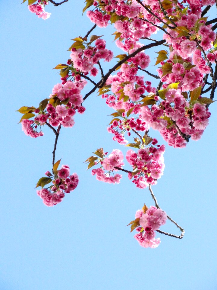 Petal flower bloom photo