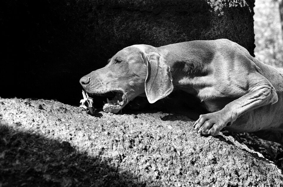 Bones weimaraner dog