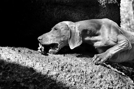 Bones weimaraner dog photo