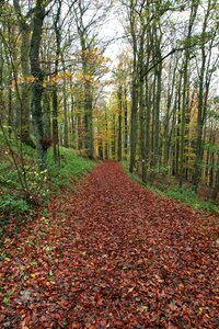 Trees nature trail