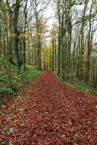 Trees nature trail photo