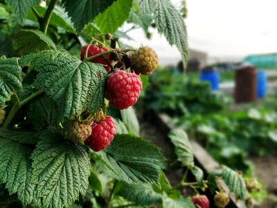 Gardening allotment agricultural photo