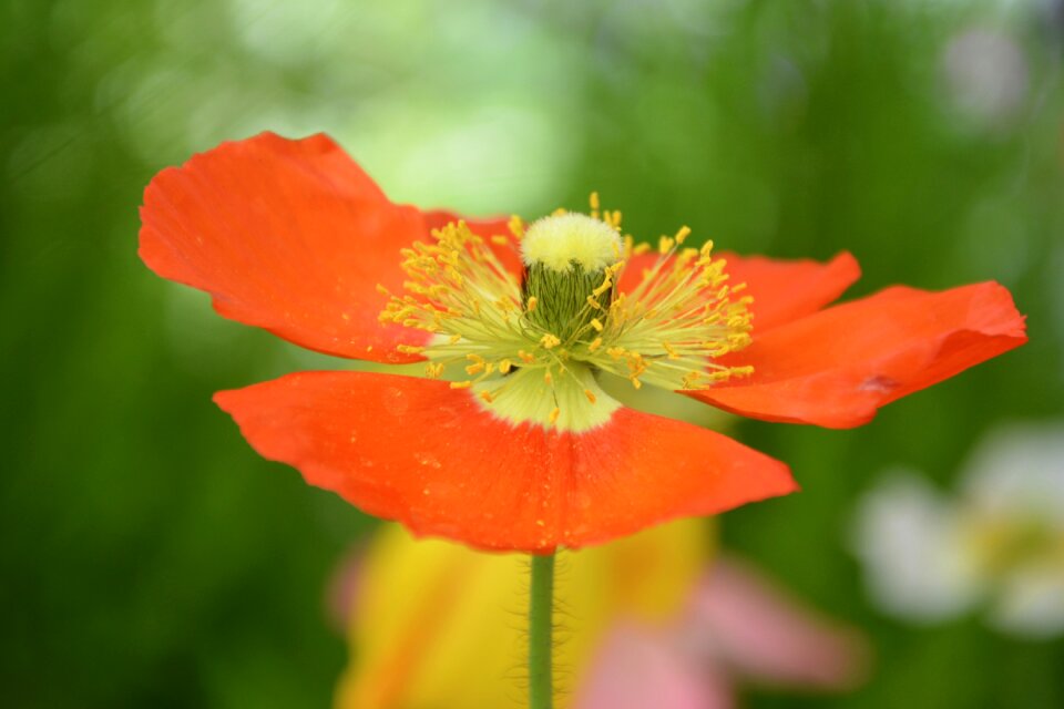 Plant summer garden