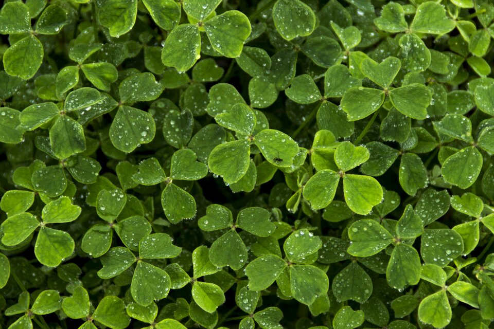 Saint desktop oxalis tuberosa