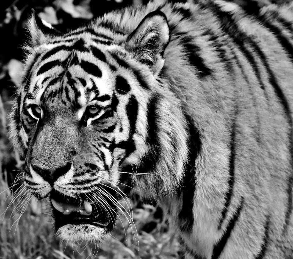 Beautiful dangerous big cat