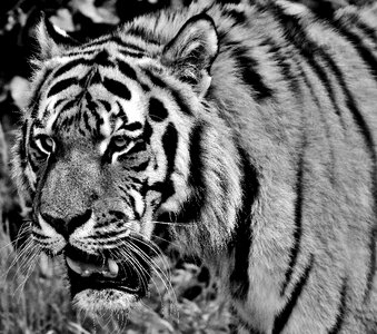 Beautiful dangerous big cat