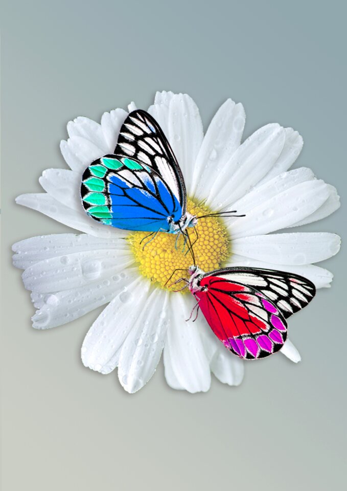 Animal butterfy garden flowers