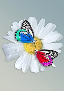 Animal butterfy garden flowers