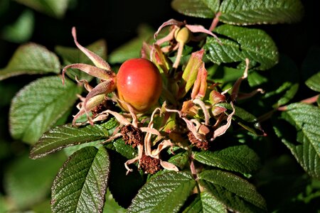 Roses autumn plant