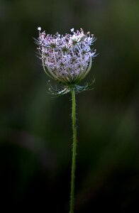 White sticky nature