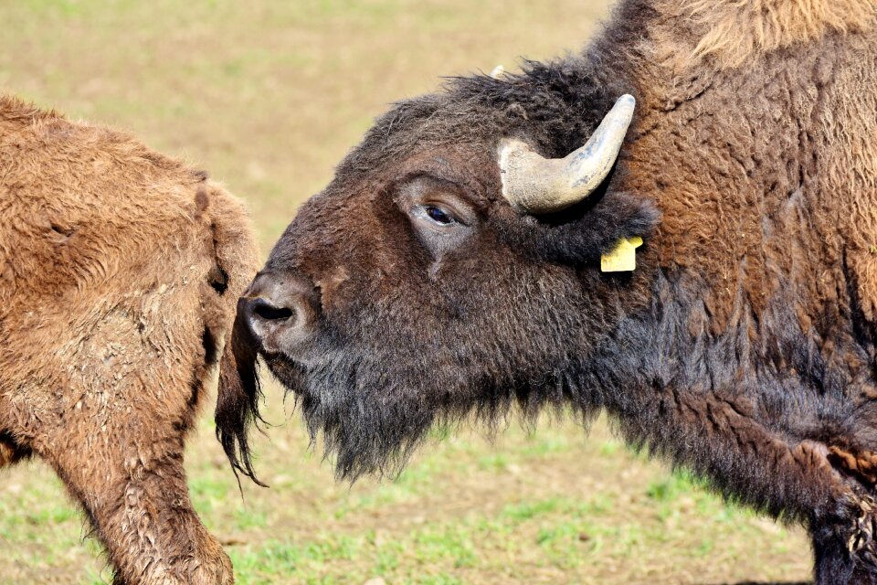American bison wild livestock