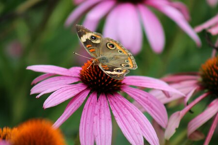 Flora garden butterfly