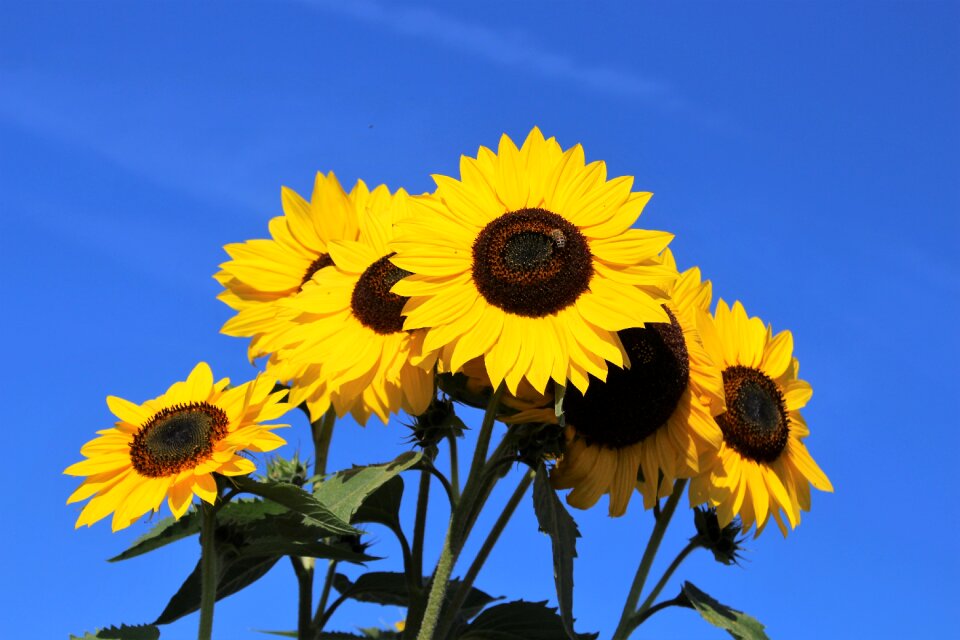 Flower yellow summer photo