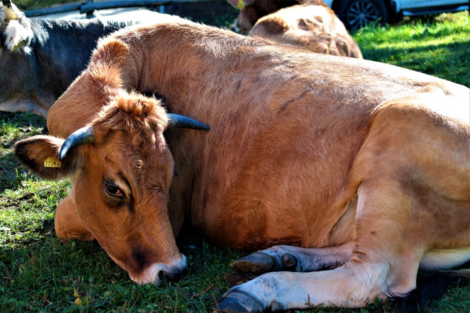 Livestock pasture sleep