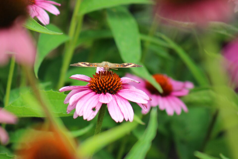 Garden leaf butterfly
