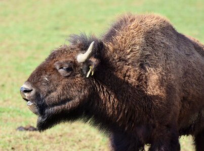 American bison wild livestock