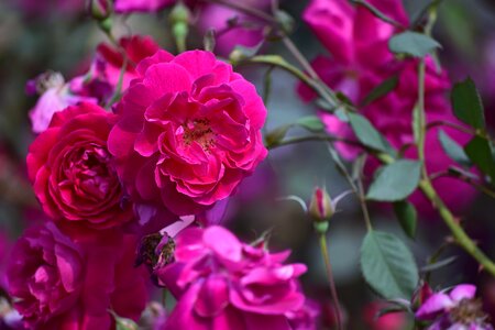 Floral petal rose photo