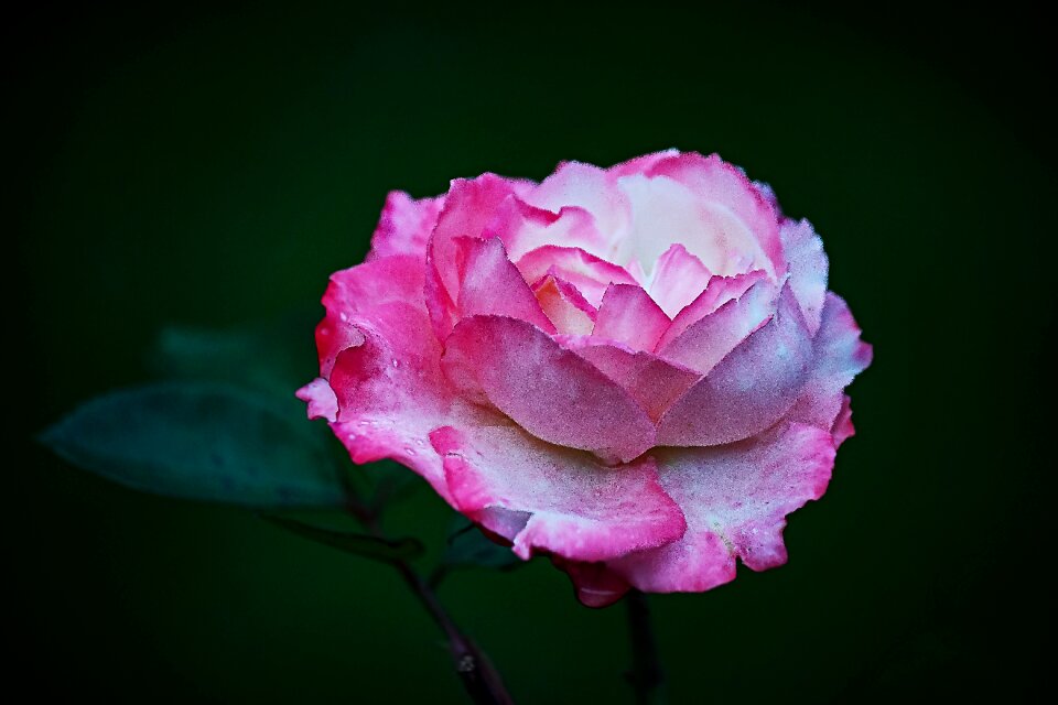 Beauty garden garden rose