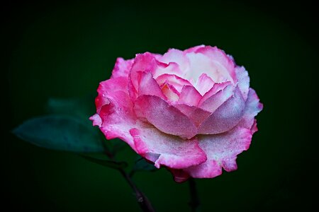 Beauty garden garden rose photo
