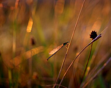 Rest plant nature