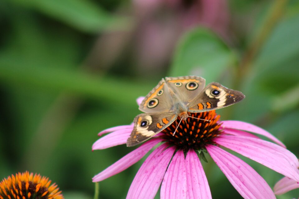 Butterfly flower closeup