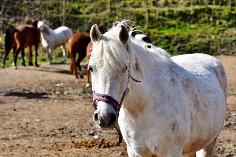 Reiterhof stall white horse