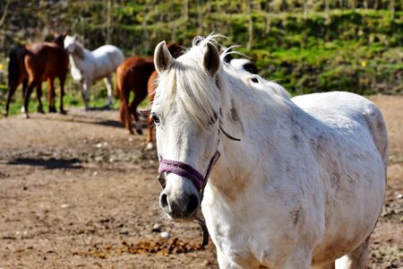 Reiterhof stall white horse