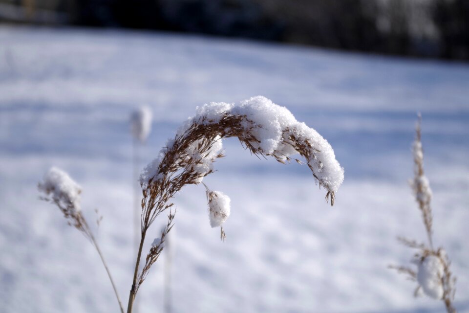 Frost grass nature