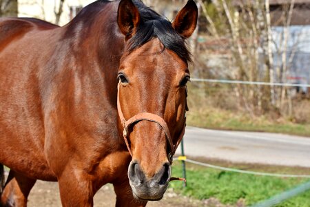 Brown ride mare photo