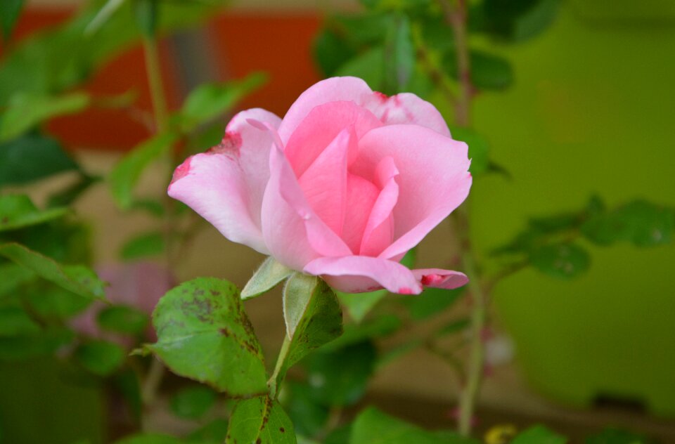 Nature garden offer plant