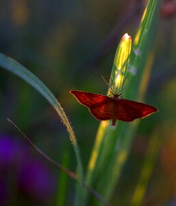 Insecta grass nature