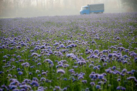 Morgenstimmung agriculture northern germany