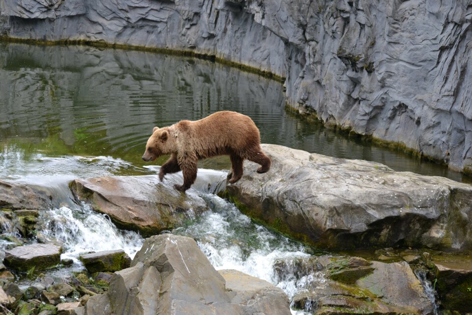 Zoo fur river