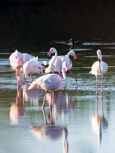 Pink nature animals