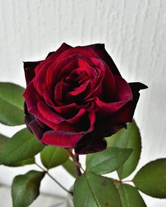 Rose flower romantic photo