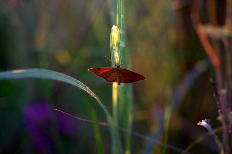 Insecta grass nature