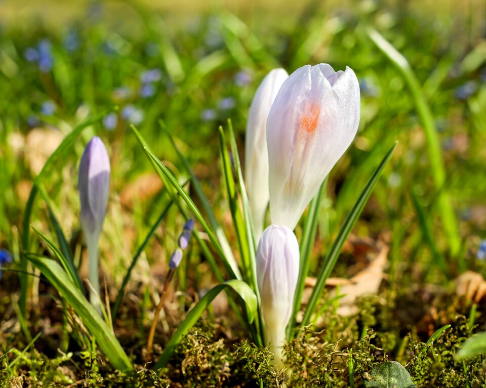 Spring cold frost
