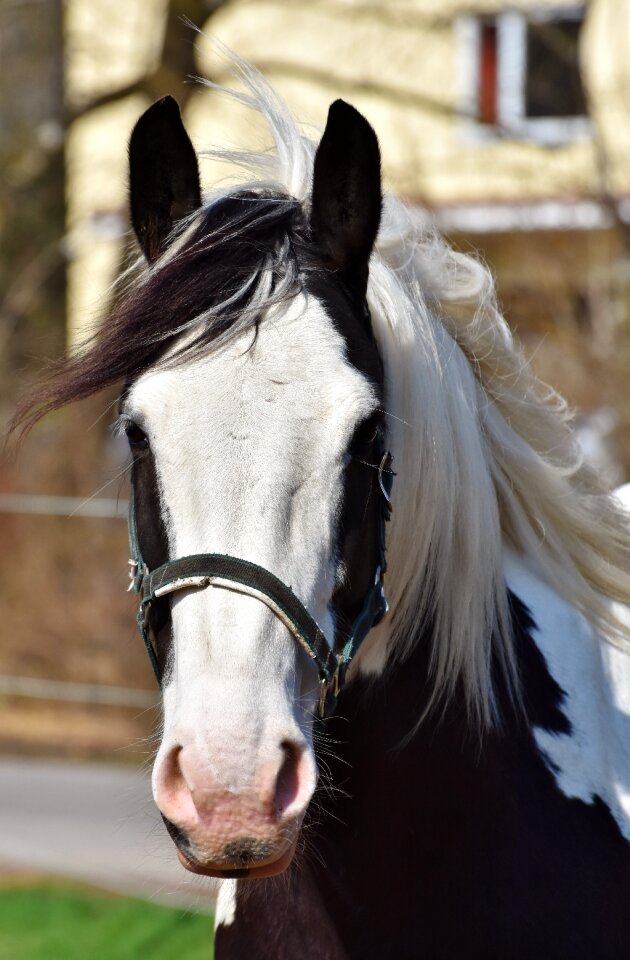 Reiterhof stall white horse
