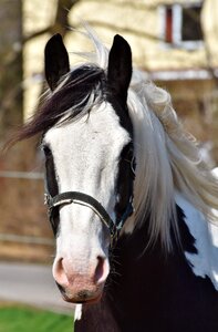 Reiterhof stall white horse